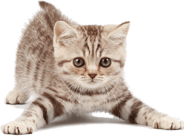 Petit chaton British