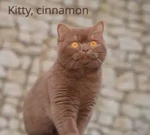 chatte british shorthair de couleur cinnamon
